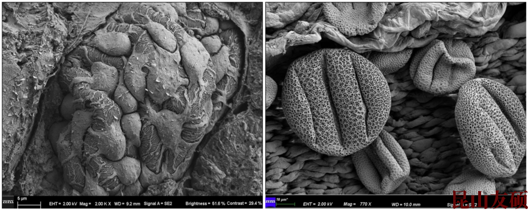 甘孜扫描电子显微镜