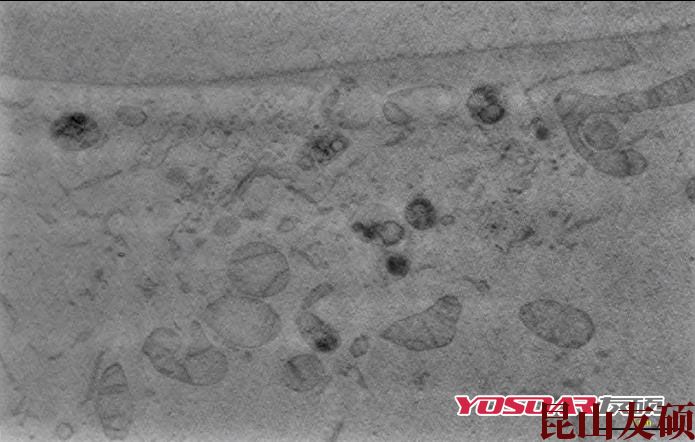 甘孜蔡司双束电镜